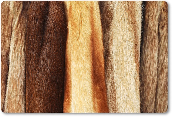 �є甃��b����s�ō��z����E��������Ȃ�_���g�c�ɃR�R�I